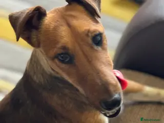 Fox Terrier dogs Sweet William needs LOVE - Advert 3