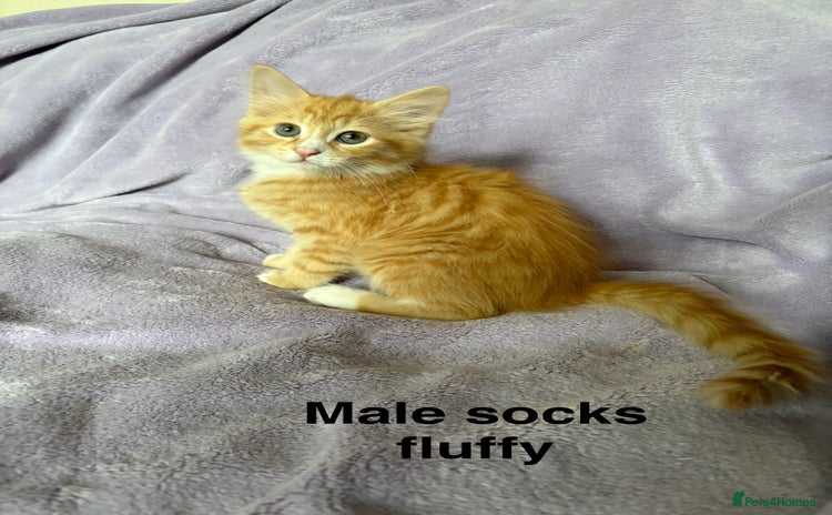 Mixed Breed cats - Advert 2