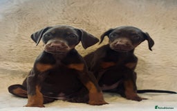 Dobermann dogs for sale: Doberman puppies  - Image 1