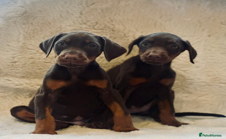 Dobermann dogs - Advert 1