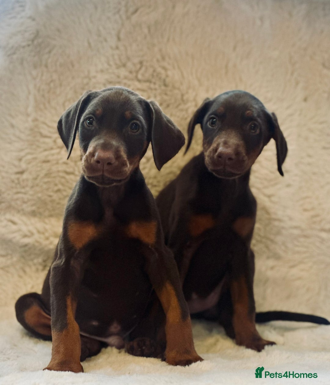 Dobermann dogs for sale: Doberman puppies  - Image 1