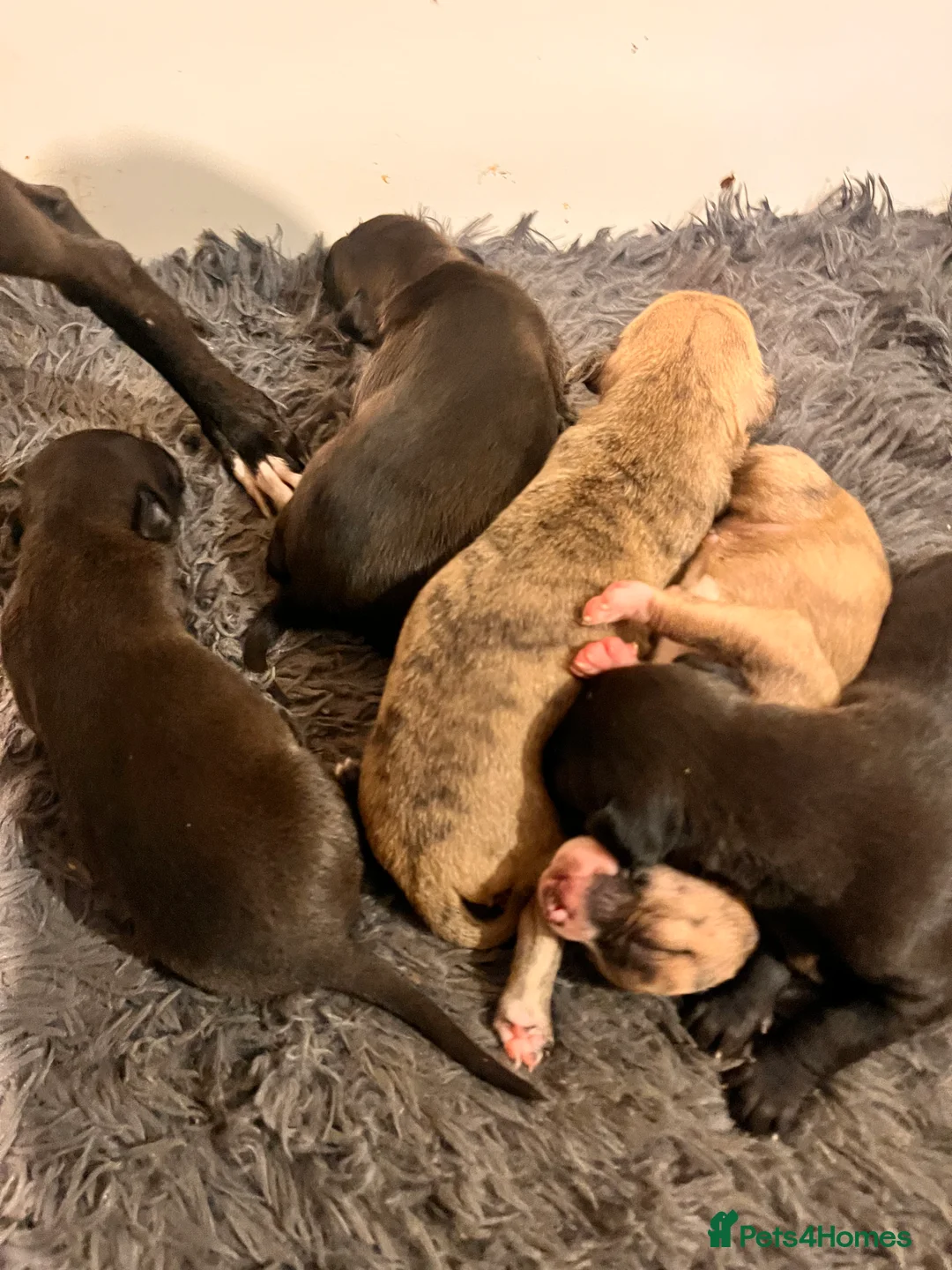 Whippet dogs for sale: READY NOW. Champion KC whippet pup LAST GIRL 💕  - Advert 9