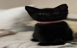 British Shorthair cats for sale: 5 BSH kittens (Grey Kitten GONE) - Image 24