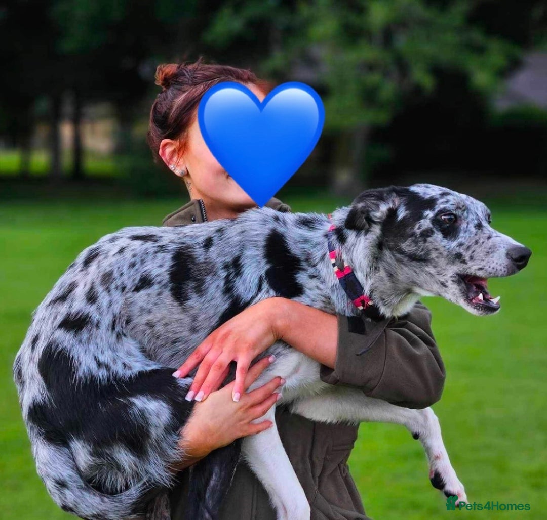 Deerhound dogs for stud: STUD  in Crook - Image 3