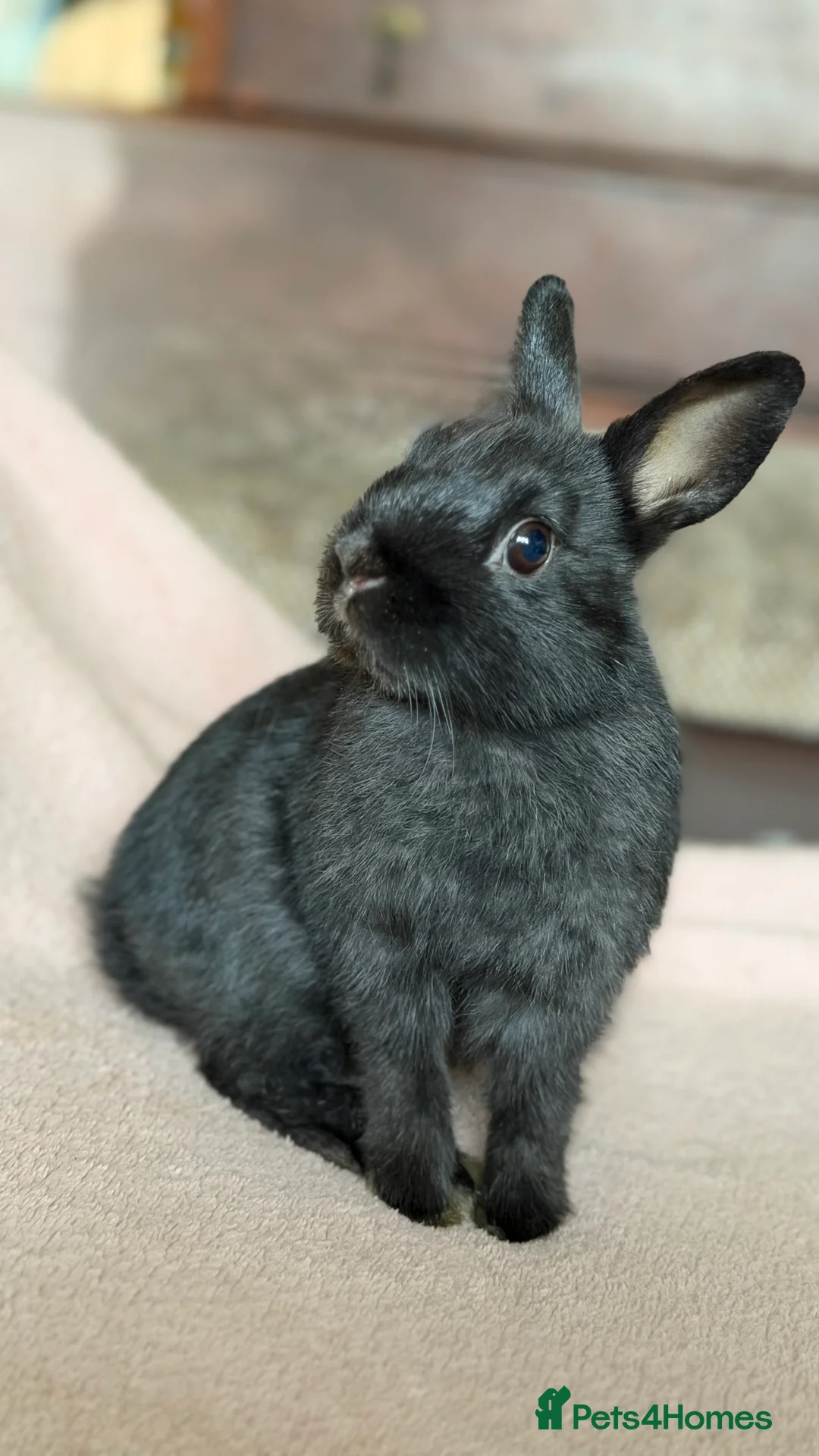 Netherland Dwarf rabbits for sale: Netherland Dwarf - Advert 6