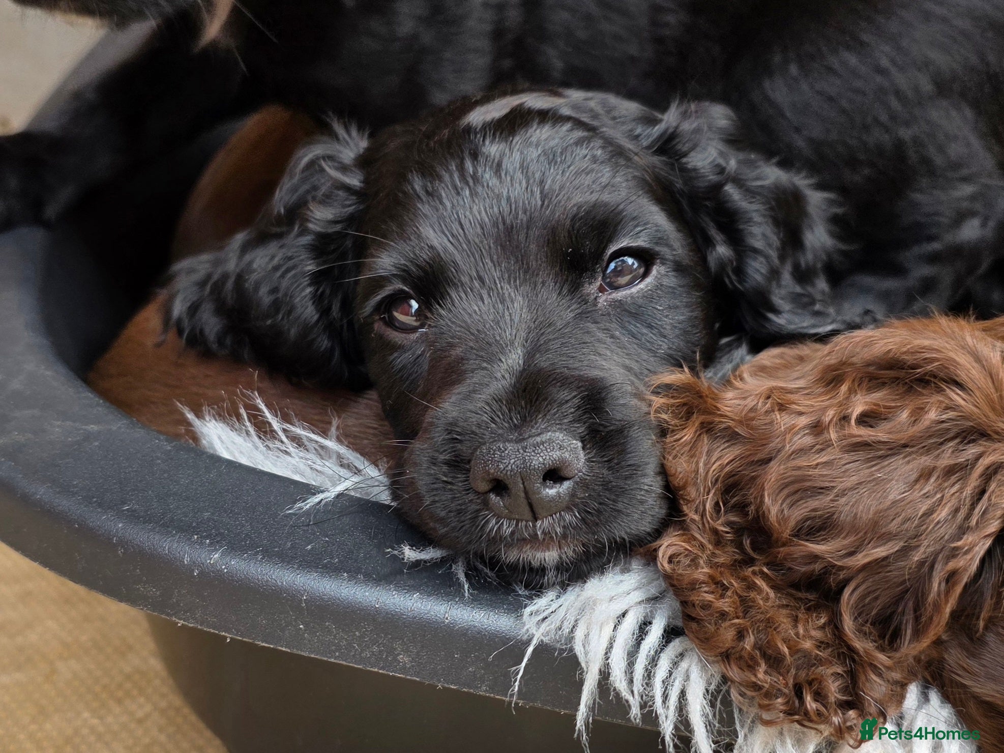 Cocker Spaniel dogs Stunning Working Cocker Spaniel Pups - Advert 2