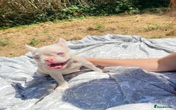 French Bulldog dogs for sale: French bulldog puppies - 3 boys 1 girl (pink husky - Image 11