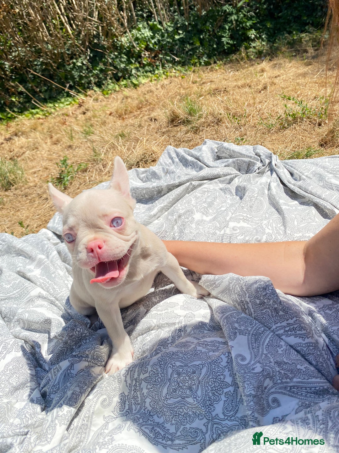 French Bulldog dogs for sale: French bulldog puppies - 3 boys 1 girl (pink husky - Image 11