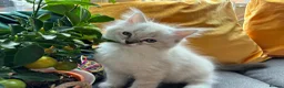 Ragdoll cats for sale: Luxury Blue Point Mitted Ragdoll Kittens - Advert 23