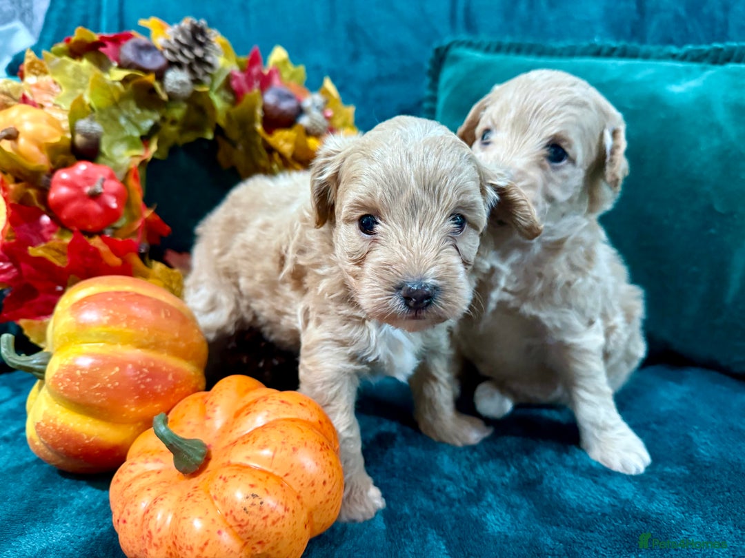 Maltipoo dogs for sale: F1 Beautiful Maltipool Puppies - Advert 9
