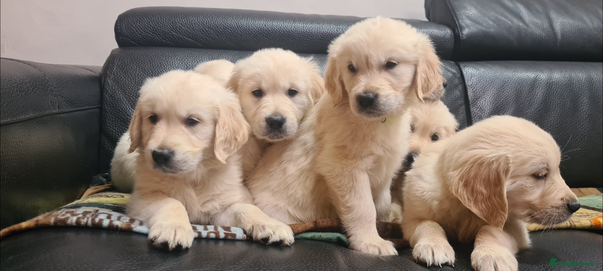 Golden Retriever dogs Beautiful Golden Retriever Puppies - Advert 10