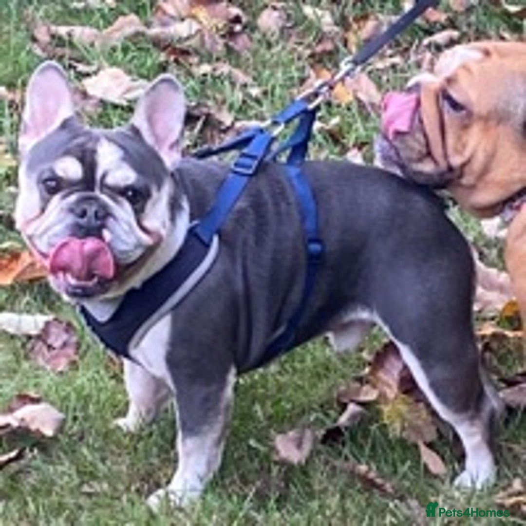 French Bulldog dogs for stud: Kc reg rare markings in Peterborough - Advert 3
