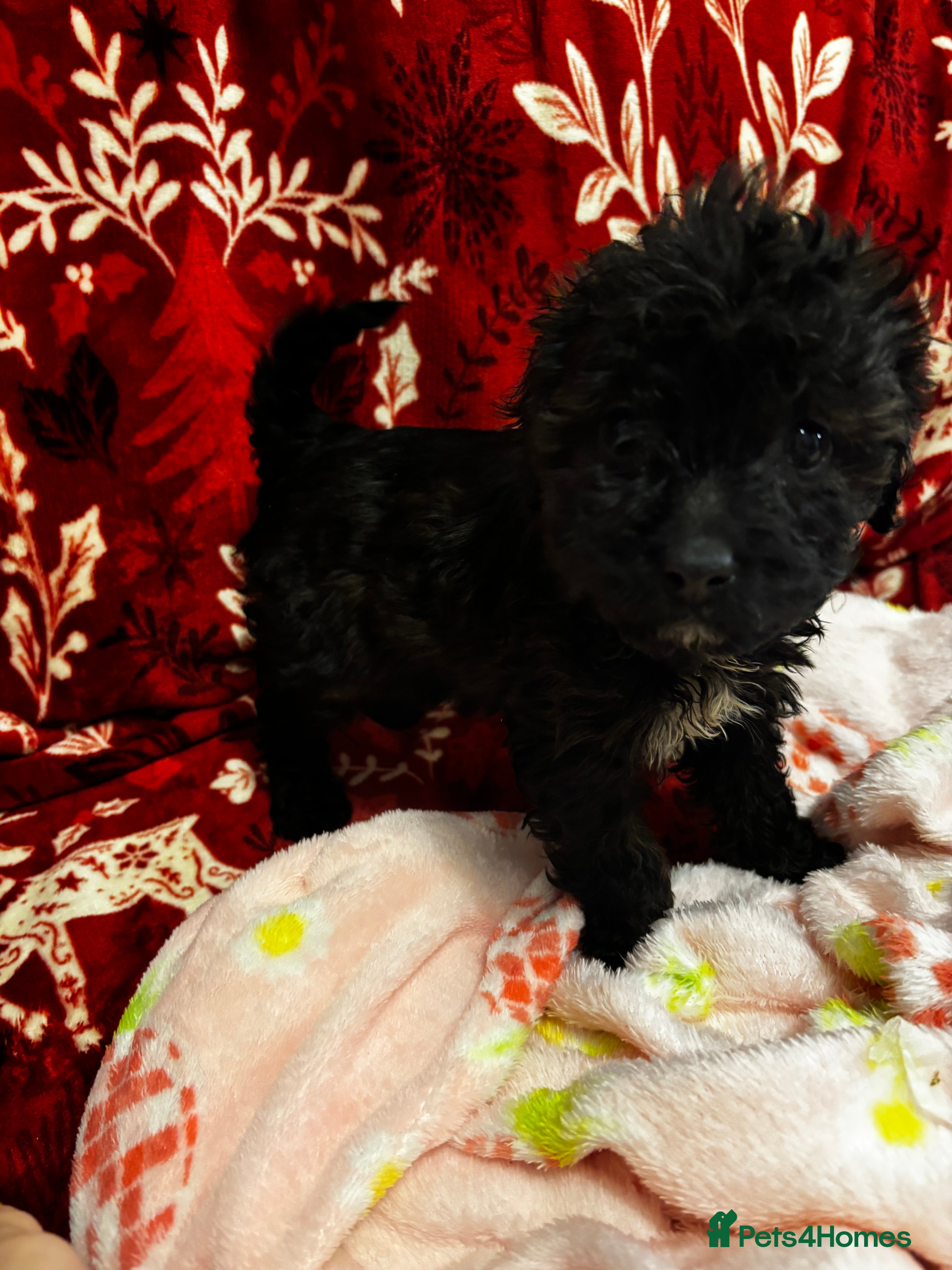 Cavapoochon dogs 🐶Exceptional cavapoochon 1 girl left 🐶 - Advert 6