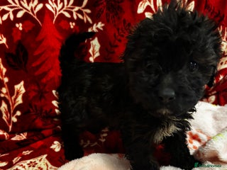 Cavapoochon dogs 🐶Exceptional cavapoochon 1 girl left 🐶 - Advert 6