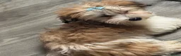 Havanese dogs for sale: Beautiful havanese puppies ready to go!  - Advert 6