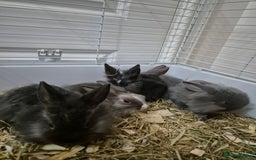 Lionhead rabbits for sale: Lionhead x angora rabbits  - Advert 5