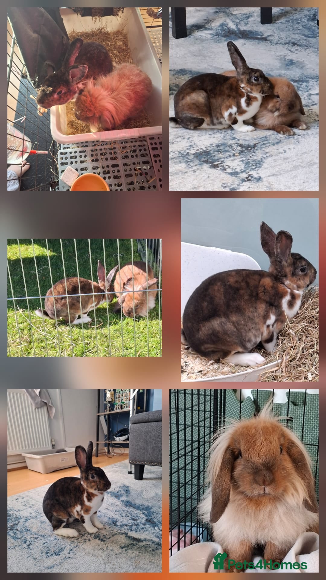 Mixed Breed rabbits Bonded pair  - Advert 17
