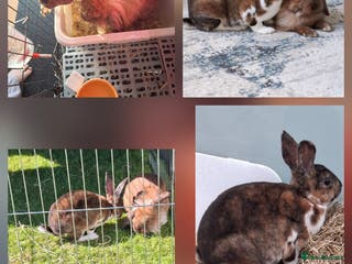 Mixed Breed rabbits Bonded pair - Advert 17