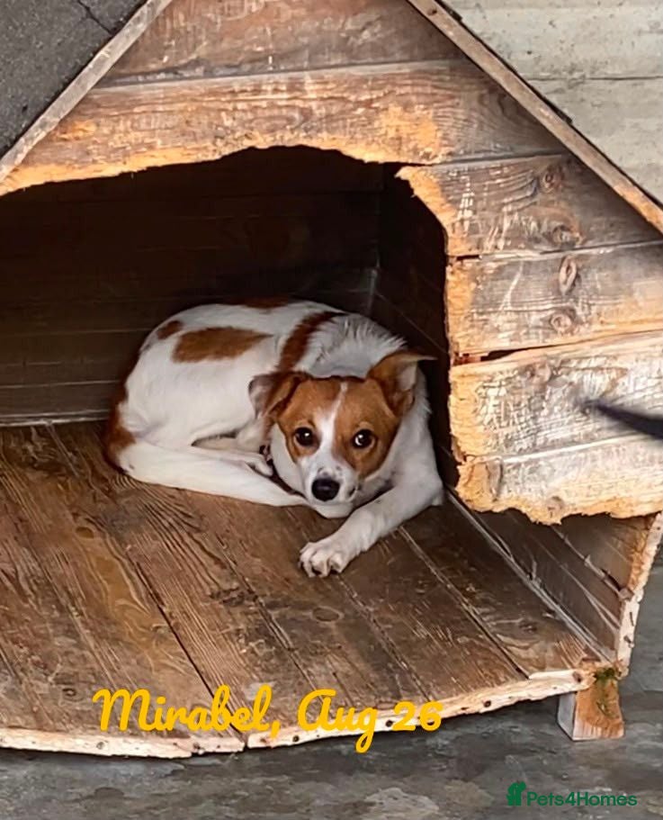Mixed Breed dogs Mirabel, 5 months approx. Available for adoption. - Advert 2