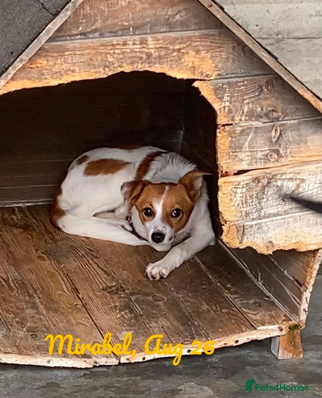 Mixed Breed dogs for adoption: Mirabel, 5 months approx. Available for adoption. - Advert 1