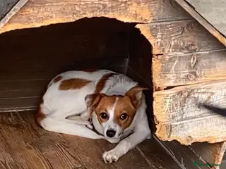 Mixed Breed dogs Mirabel, 5 months approx. Available for adoption. - Advert 15