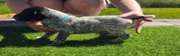 German Shorthaired Pointer dogs for sale: Stunning example of KC German Shorthaired Pointers in Tredegar - Advert 13