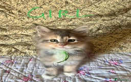 Maine Coon cats for sale: Full Maine Coon Kittens - Image 8