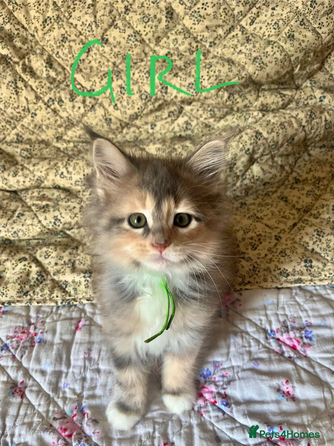 Maine Coon cats for sale: Full Maine Coon Kittens - Image 8