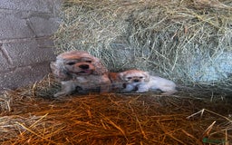 American Cocker Spaniel dogs for sale: American cocker spaniel puppies  - Image 3