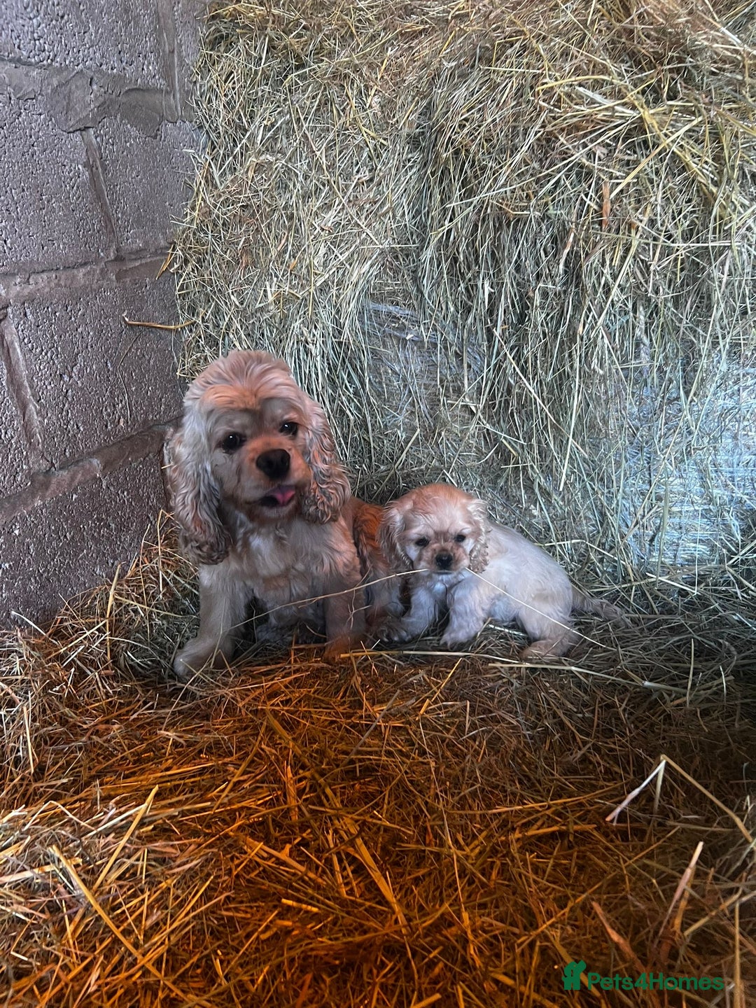 American Cocker Spaniel dogs for sale: American cocker spaniel puppies  - Image 3