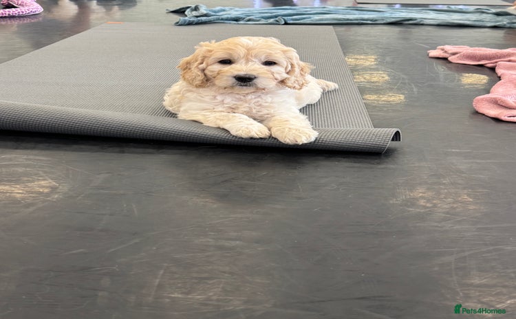 Mini Goldendoodle dogs - Advert 16