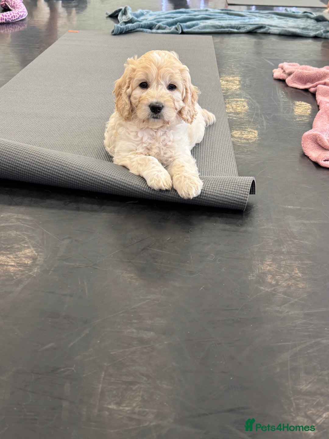 Mini Goldendoodle dogs for sale: Ready 19/9 Family Raised F1 Mini Goldendoodles 💖  - Image 2