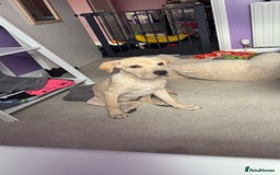 Mixed Breed dogs for sale: Delilah - Image 5