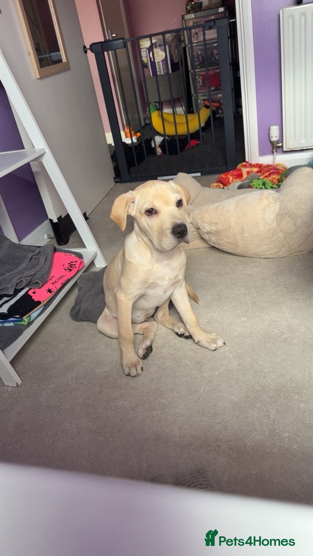 Mixed Breed dogs for sale: Delilah - Image 5