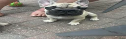 French Bulldog dogs for sale: Female fawn coat and a black mask. - Advert 10