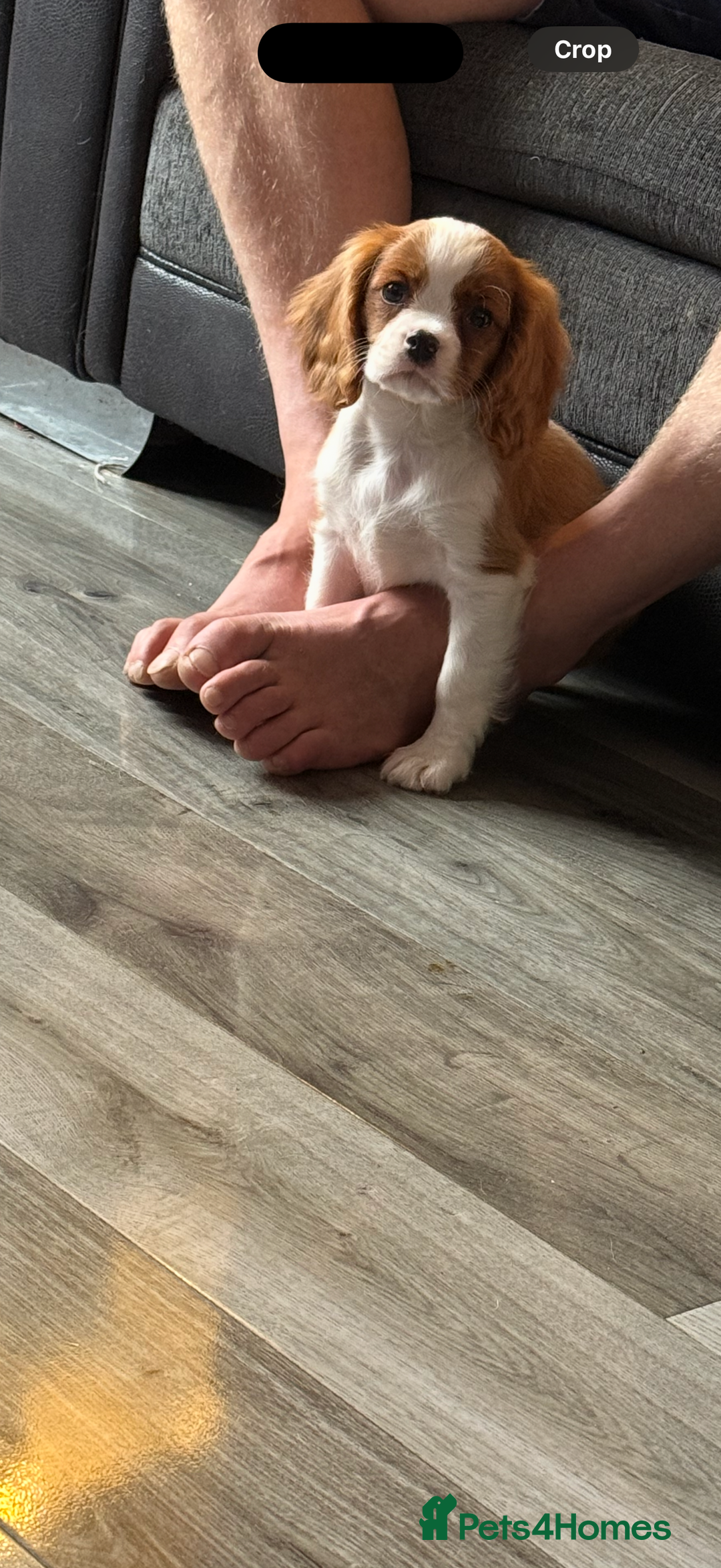 Cavalier King Charles Spaniel dogs for sale: Kennel club reg dna cavalier pups fully vaccine  - Image 8