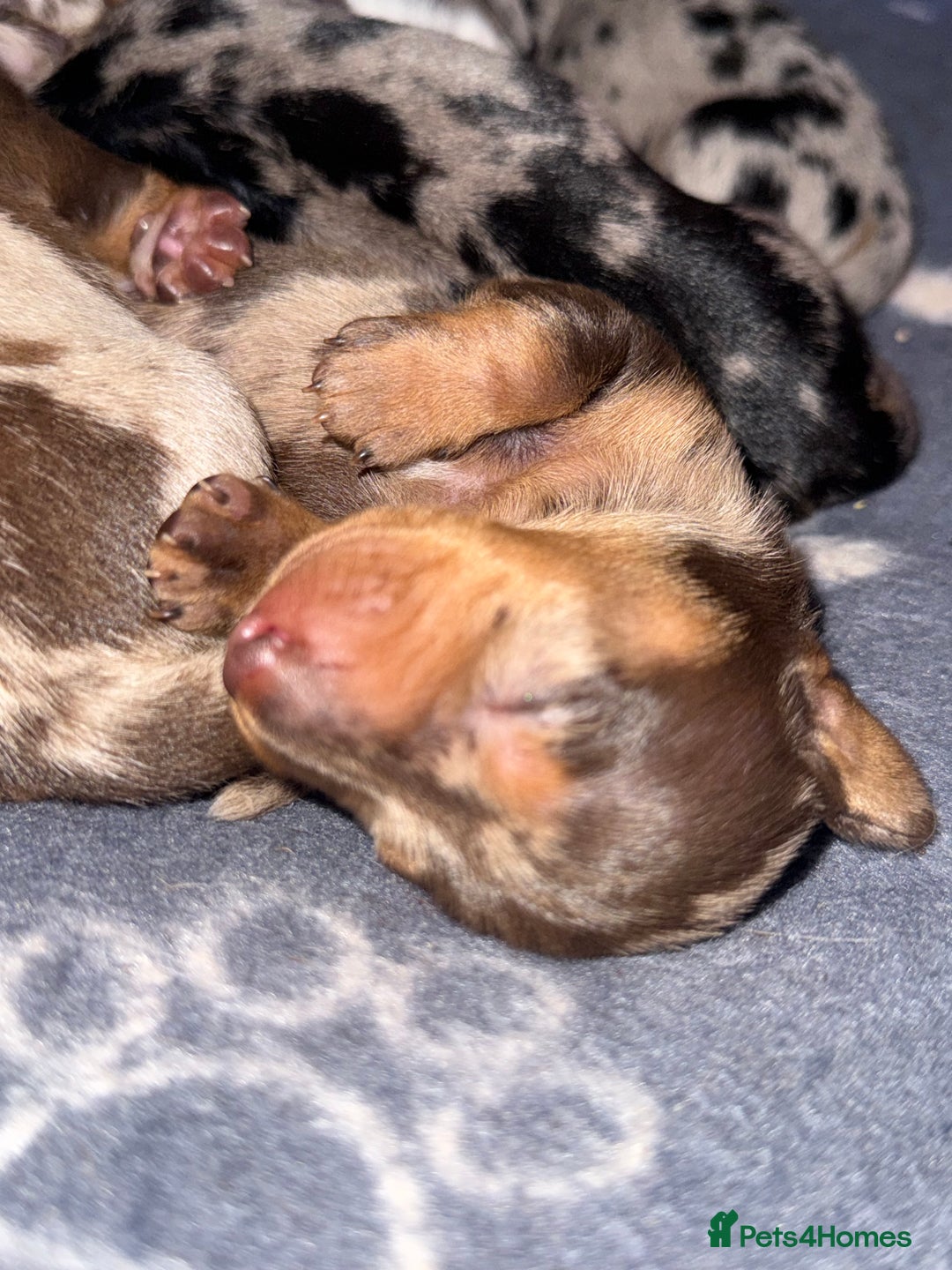 Miniature Dachshund dogs for sale: 🐾 5 Mini Dachshunds 4 dappled, 1 choc 🐾 - Advert 9