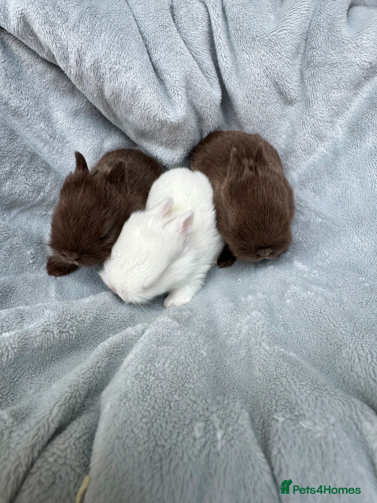 Netherland Dwarf rabbits Netherland Dwarf baby rabbits  - Advert 3