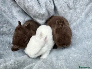 Netherland Dwarf rabbits Netherland Dwarf baby rabbits - Advert 3