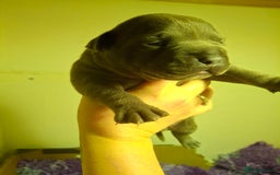 Staffordshire Bull Terrier dogs for sale: Blue Staffordshire Bull Terrier puppies - Image 9