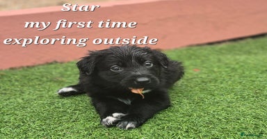 Border Collie dogs - Advert 1