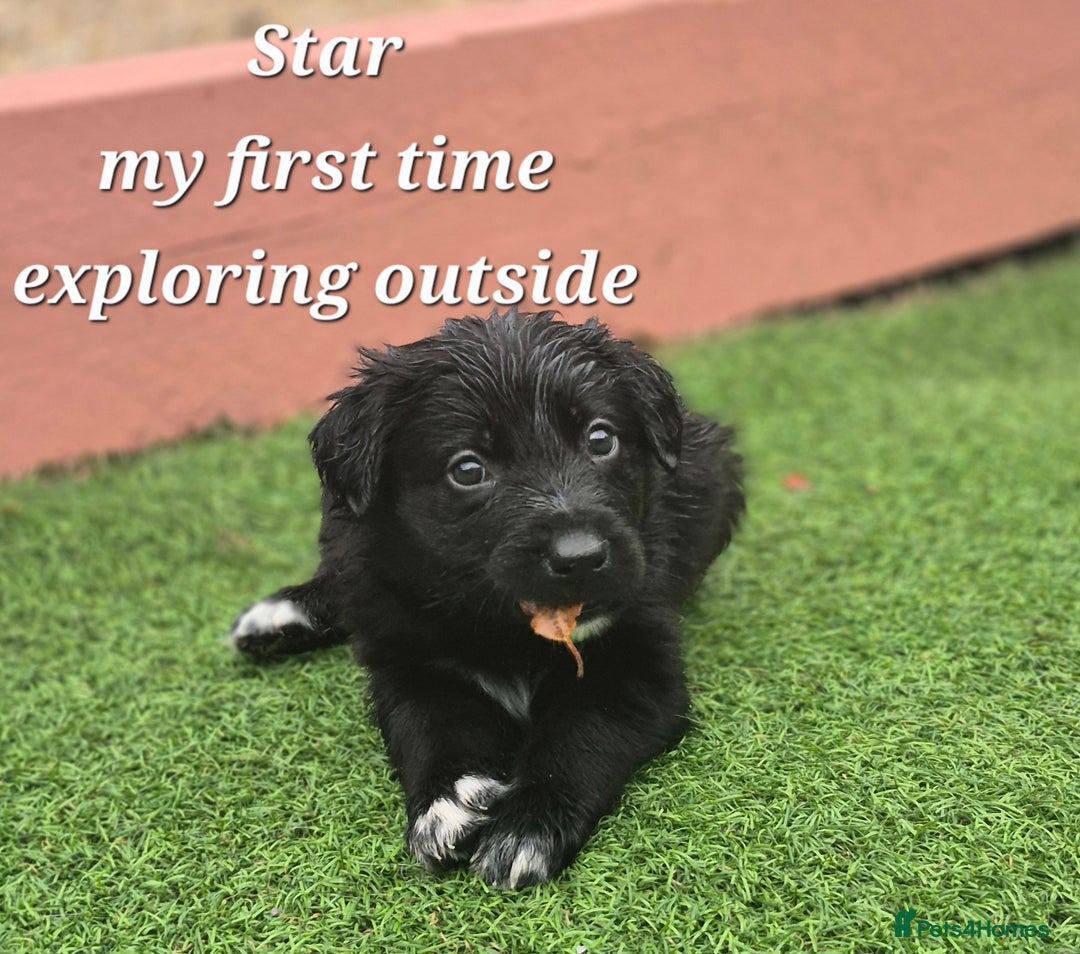 Border Collie dogs for sale: LAST BEAUTIFUL BORDER COLLIE - Image 2