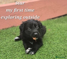 Border Collie dogs - Advert 1