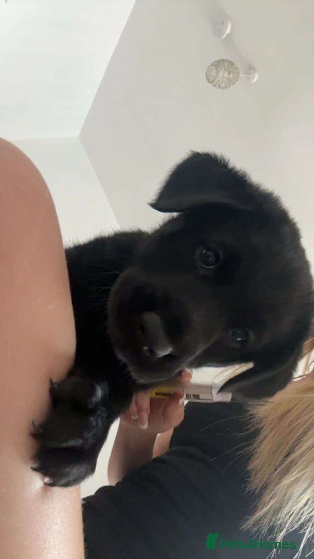 Sheprador dogs for sale: Gorgeous Sheprador! - Advert 2