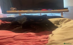 Mixed Breed cats for sale: Black Tabby kittens - Image 25