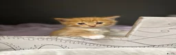 Mixed Breed cats for sale: 1 male ginger kitten  in Aberdeen - Advert 4