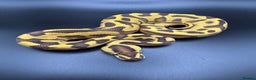 Python Snake reptiles for sale: Male Orange Dream Leopard Enchi Het Hypo - Advert 2