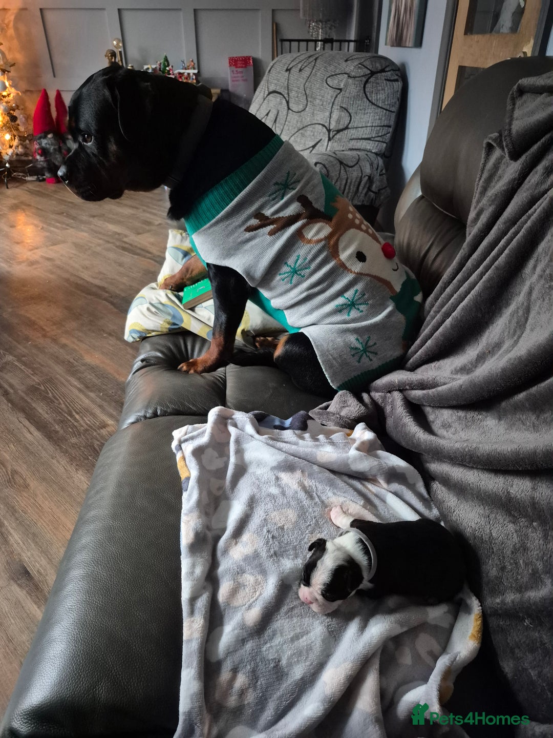 Boston Terrier dogs for sale: Gorgeous chunky Boston terrier pups - Advert 13