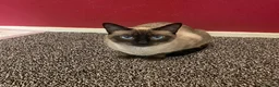 Thai cats for sale: Thai kittens - Advert 2