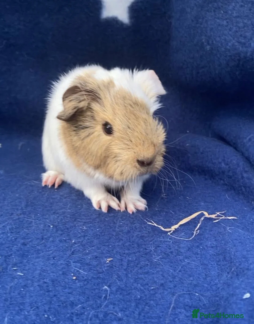 Guinea Pig rodents for sale: Beautiful Baby Guineapigs  - Advert 2